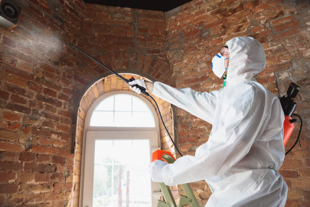 Best Mold Removal for HVAC Installations in USA